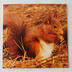 Greeting Card: Holiday Card