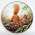 Plate: Red Squirrels on a Branch
