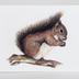 Greeting Card: Squirrel eating on branch